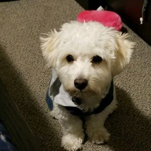 Meet your Posher, Nitoshia